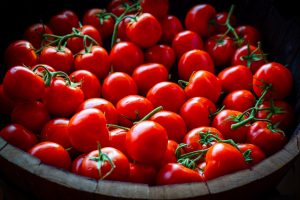 disease-resistant tomatoes