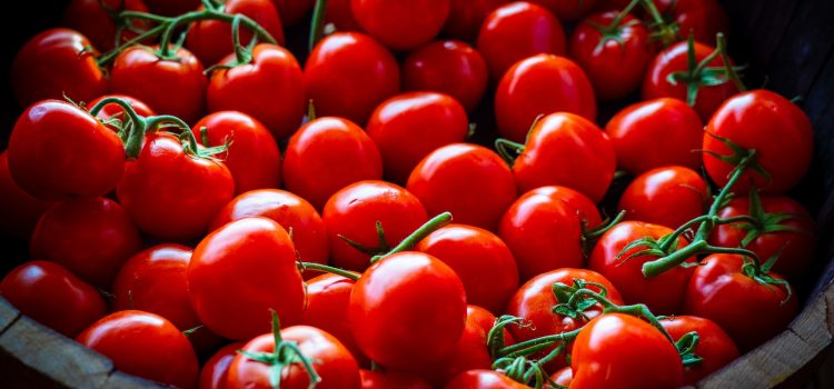 A Game-Changer for Tomato Growers: Commercial-Ready Disease-Resistant Tomatoes