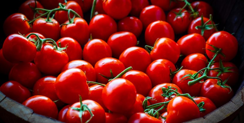 disease-resistant tomatoes