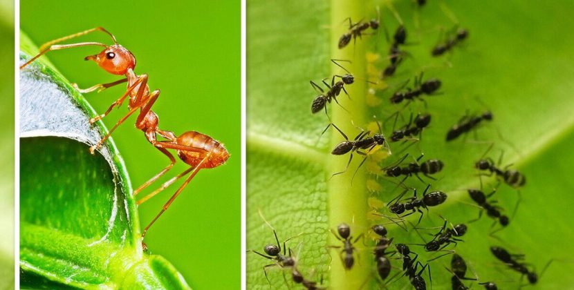 Ants