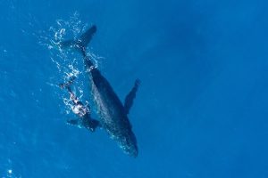 Whale's