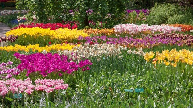 15 Enchanting Flowers to Transform Your Garden