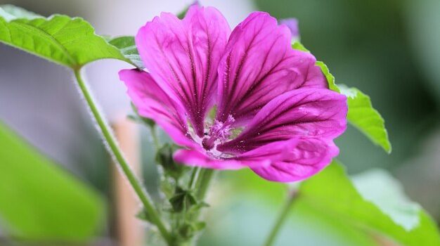 Unveiling the Pelargonsjuka Trend: Color Your Scandinavian Garden