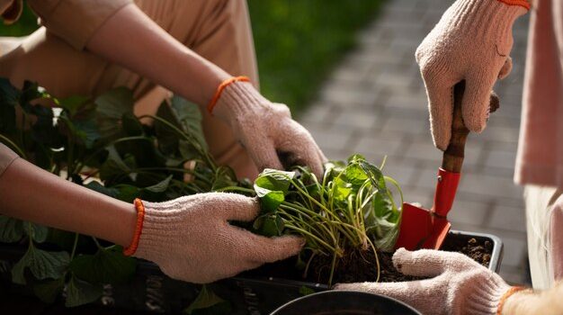 Beginner-Friendly Vegetable Growing Tips for Budding Gardeners