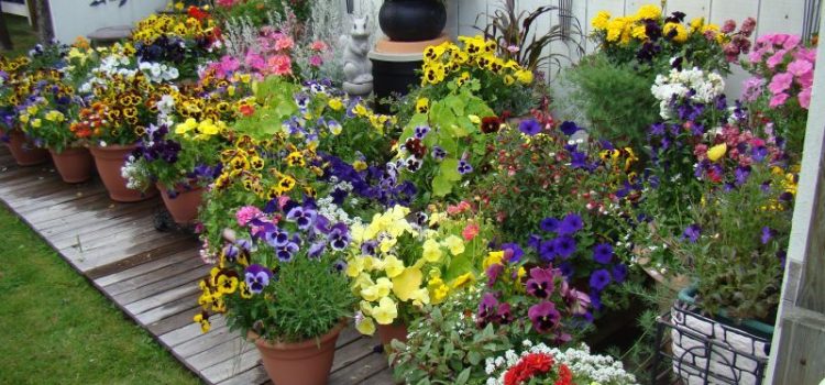 Cultivate Tranquility: Container Plant Ideas for Your Serene Garden Oasis