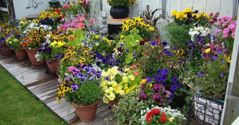 plant ideas