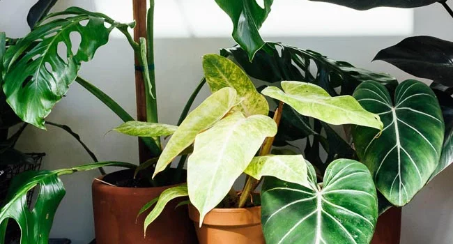 Plant Parenthood: Toddler Safety with Houseplants