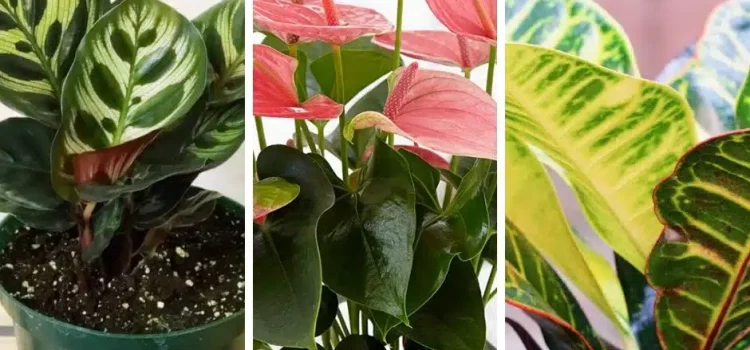 Green Oasis in the Shadows: 8 Plants for Low-Light Areas
