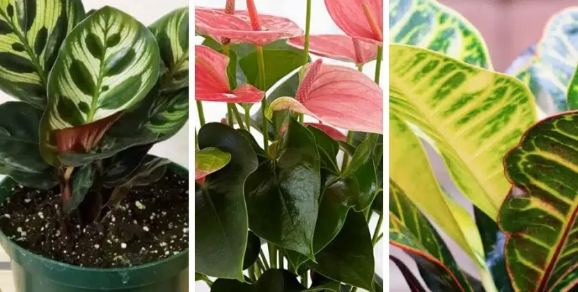 Plants