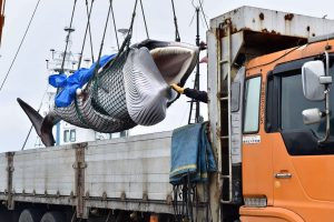 Japan Whaling Spat