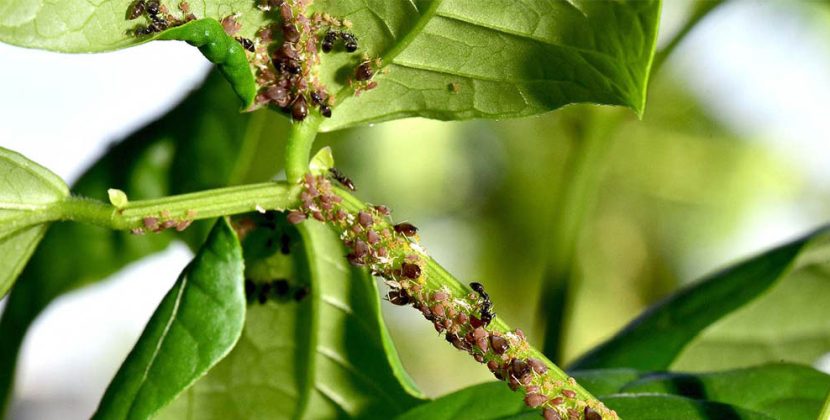 Plant Pests