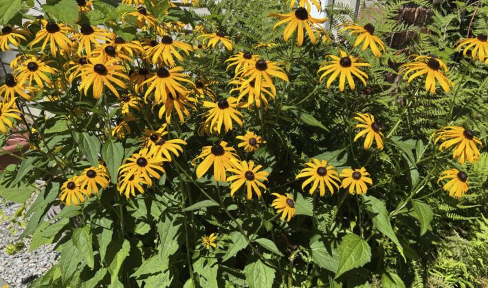 Weather Garden