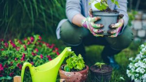 Planting