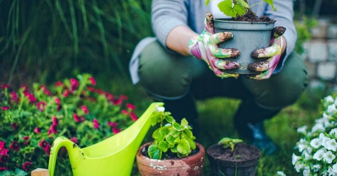 Mastering Container Planting with Piet Oudolf: Professional Tips for Elegance