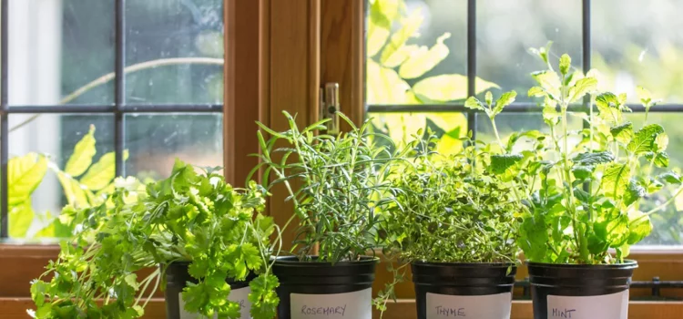 Greens Galore: Cultivating Herbs Beautifully Indoors, No Garden Required