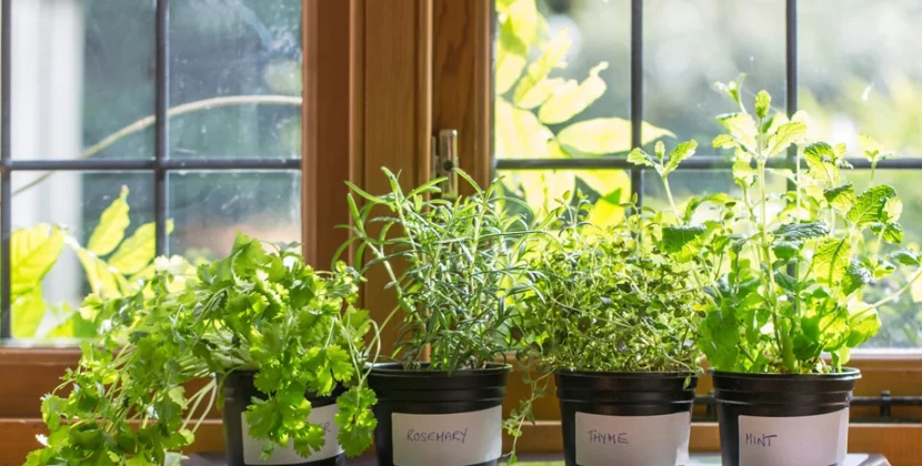 Growing Herbs
