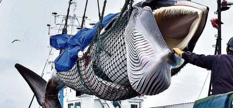 Whaling Dispute Puts US-Japan Trade Deal in Jeopardy