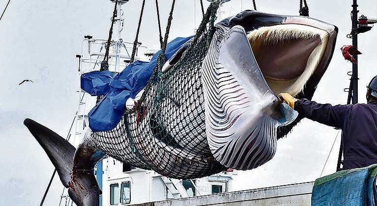 Japan Whaling Spat