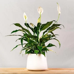 Lily Plant Care