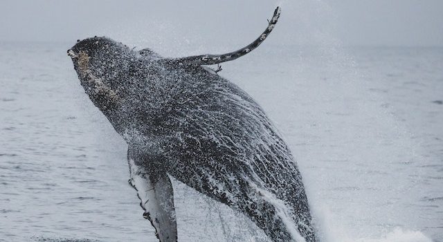 Decoding the Ancient Whale Weight Overcoming Gravity’s Limit