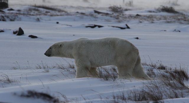 Unlocking Polar Bear Ages: Blood Analysis Reveals Secrets