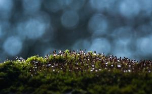 moss