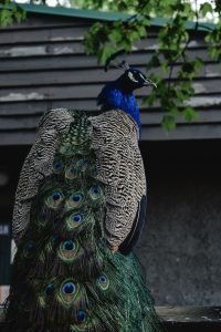 Peacock