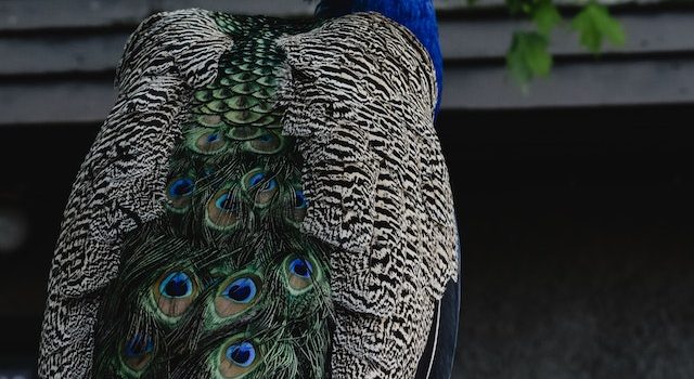 Peacock Plumage Evolution Scientific Marvel of Strutting Feathers