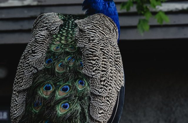 Peacock