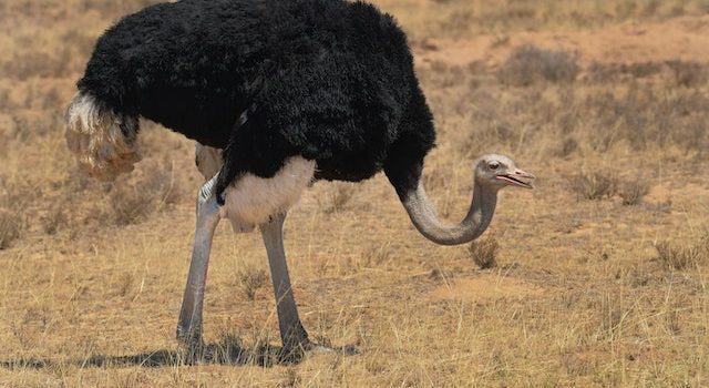 Urgency of Ostrich Conservation and its Significance