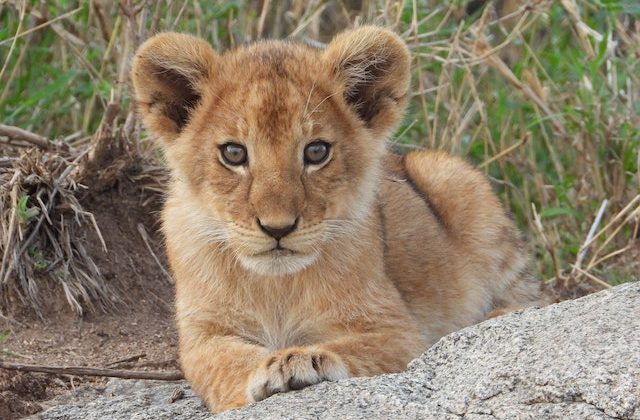 Baby Cub