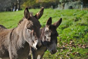 Donkeys