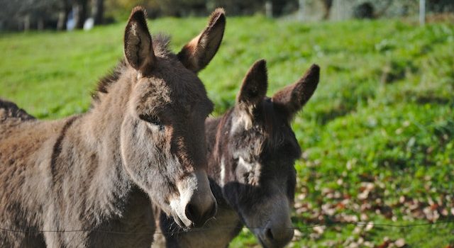 Gender Roles in Donkey Populations Jacks, Jennies, and More