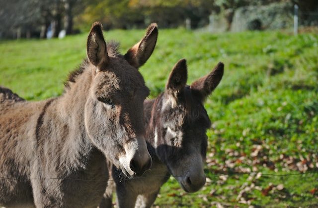 Donkeys