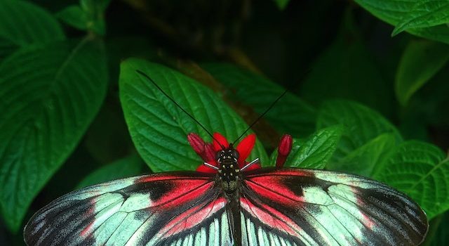 Butterfly Diversity Unveiled From Monarchs to Swallowtails