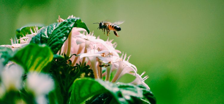 Unveiling Beekeeping From Hive Setup to Honey Harvesting