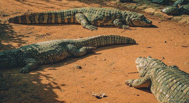 The Silent Language of Crocodiles: A Scientific Investigation