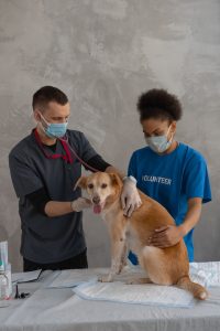 Veterinarian