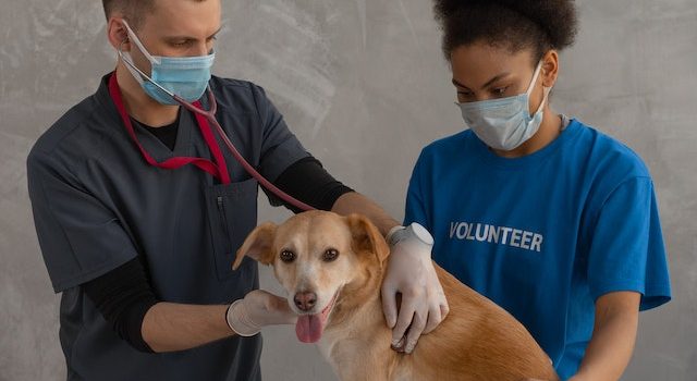 Prioritizing Preventive Pet Care Routine Vet Visits Matter