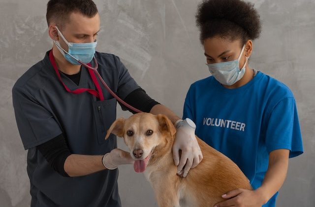 Veterinarian