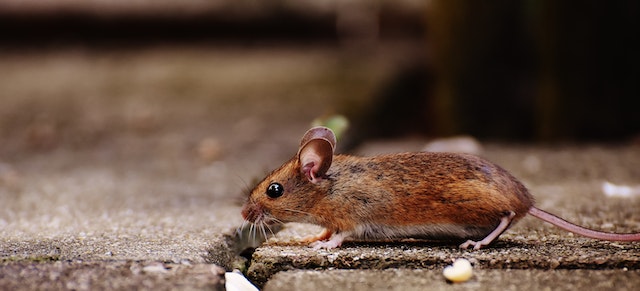 Unveiling Joy: How Rat Tickling Led to the Discovery of the Brain’s ‘Play Spot’