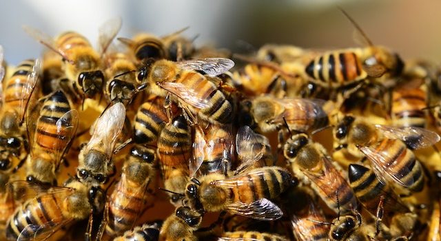 Effects of Baby Bee Rearing on Worker Bee Sleep Patterns