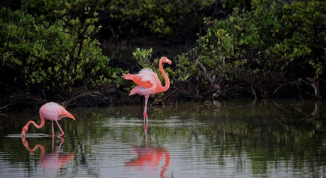 Flamingo Wonders Astonishing Trivia about these Graceful Birds