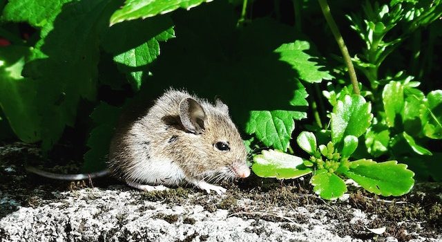 Rat Foodies Adapting Diets for Survival