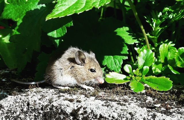 Young Mice