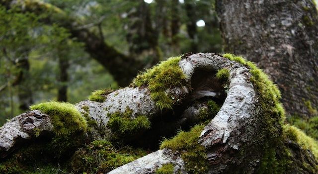 Ancient Survivor: Earth’s Oldest Moss and Its New Threat