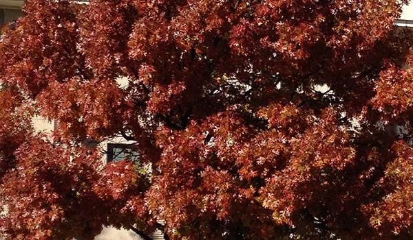 Captivating Autumn Foliage: Unveiling Nature’s Vibrant Palette