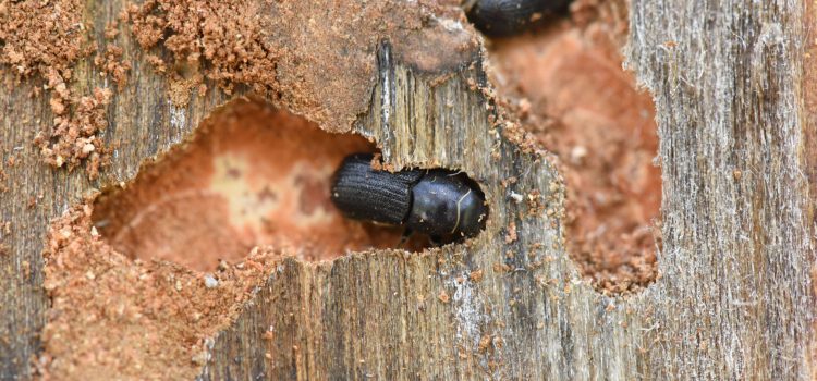 Nature’s Whisperers: Fungi’s Role in Bark Beetle Infestation