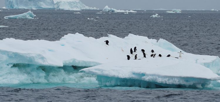 Emperor Penguins and the Melting Ice Crisis