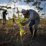 Reforestation